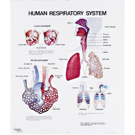 DENOYER-GEPPERT Charts/Posters, Respiratory Chart Mounted 1093-10